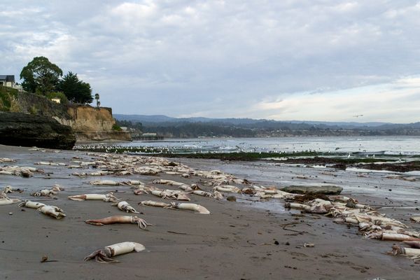 Strage di calamari giganti sulla costa californiana 