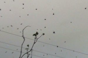 Brasile: migliaia di ragni piovono dal cielo