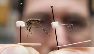 Invasione di Super-Zanzare in Florida probabilmente manipolate geneticamente