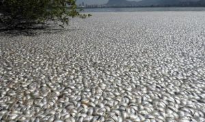 Sconvolgente moria di pesci in Brasile nel lago che ospiterà le olimpiadi 
