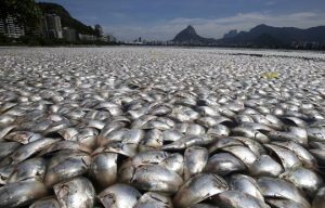 Sconvolgente moria di pesci in Brasile nel lago che ospiterà le olimpiadi 