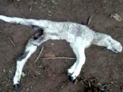 Scoperti in Argentina alcuni animali privi di sangue, organi e ossa