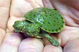 Allo zoo di San Antonio è nata una tartaruga con due teste