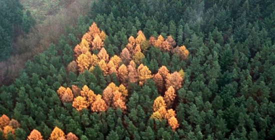 Foresta a forma di svastica che appare in Germania