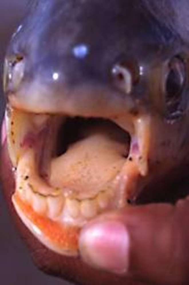 Pesce "mangia-testicoli", avviso ai bagnanti: Tenete su i costumi
