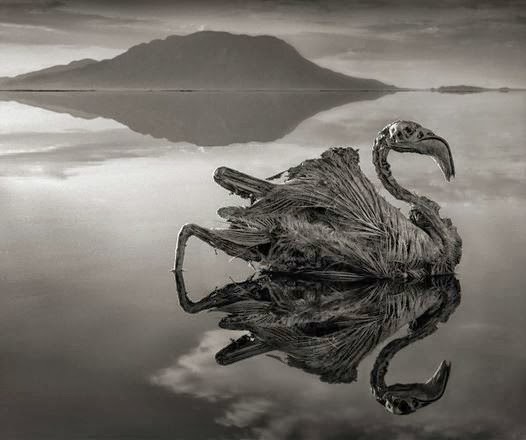 Il lago "della morte" che trasforma gli animali in statue!
