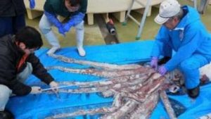 Catturato calamaro gigante al largo del Giappone