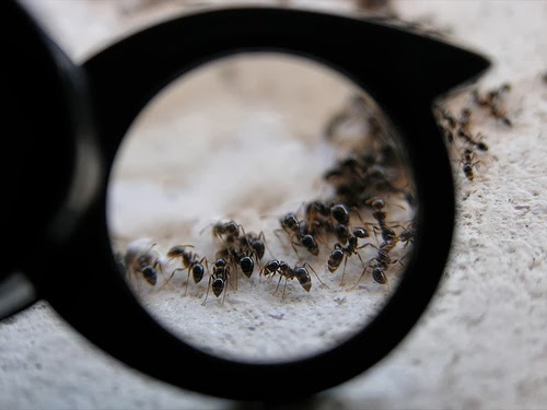 Colonie di formiche inviate sulla Stazione Spaziale Internazionale