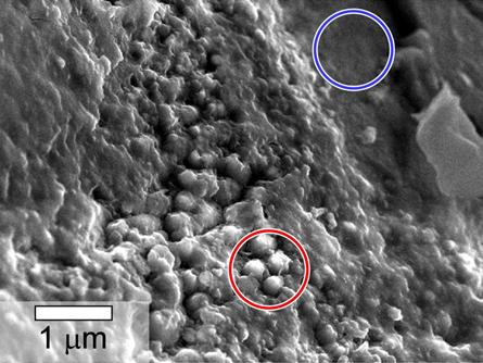 Possibile conferma della vita su Marte da un meteorite
