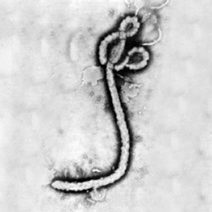 Epidemia di Ebola in Guinea