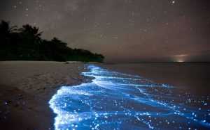 Porto Rico: la baia Bioluminescente "si è spenta"