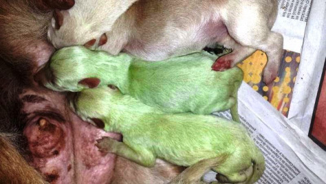 Spagna: nati due cuccioli di cane con pelo verde