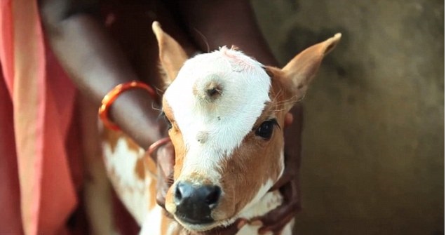 In India nato vitello con tre occhi venerato come il Dio Shiva