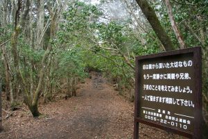 La foresta dei suicidi in Giappone